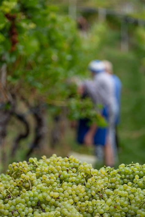 Vendemmia Per I Viticoltori Di Cavit Sfida Superata Grazie