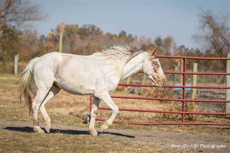 Mill Swamp Indian Horse Views: What Is An American Indian Horse?