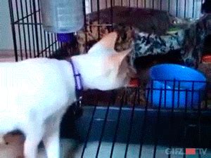 Chinchilla GIF - Find & Share on GIPHY