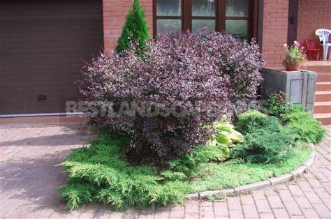 Barberry: Species and Varieties - Best Landscape Ideas