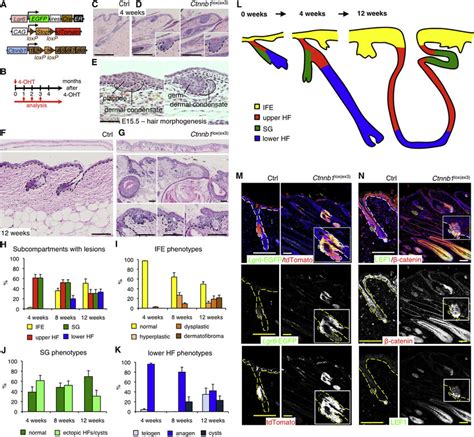 Oncogenic Activation Of B Catenin In Lgr Stem Cells A Schematic