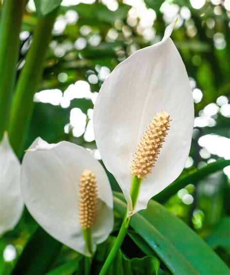 Que faire avec un lis de la paix après la floraison les experts