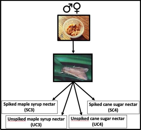 Figure 1 From The Relative Importance Of Larval And Adult Nutrition In