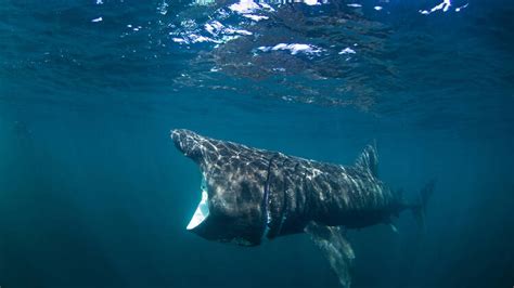 A Massive Basking Shark has Been Spotted in This Cornish Harbour Town