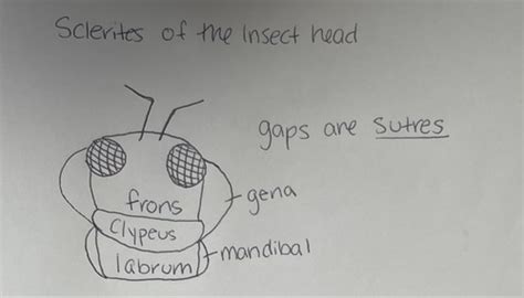 Entomology Lecture Exam Flashcards Quizlet