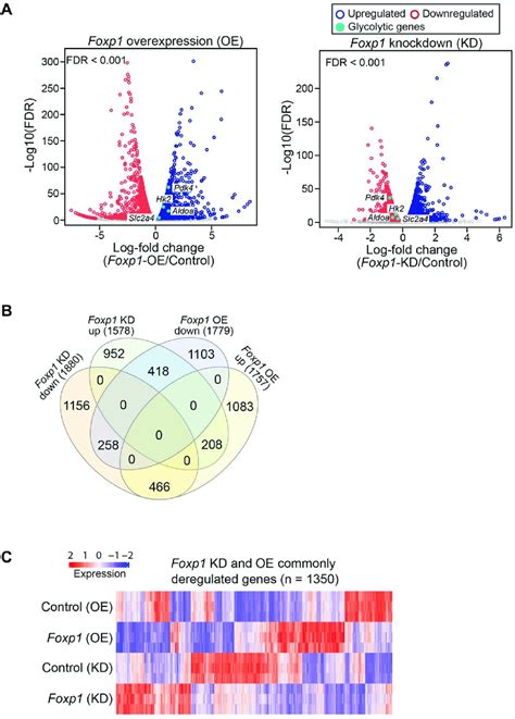 Regulation Of Foxp At The Transcriptome Levels A Volcano Plots