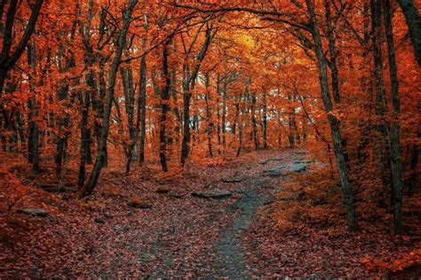 Foliage Toscana I Boschi Per Ammirare Lo Spettacolo Dell Autunno