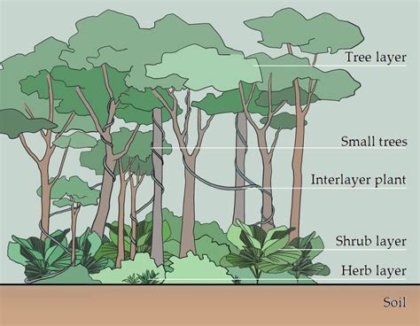 Rainforest Soil Layers