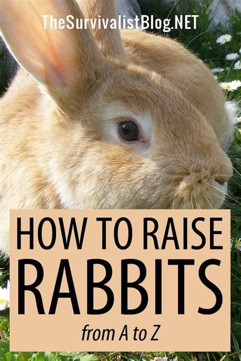 How To Raise Rabbits From A To Z The Survivalist Blog In 2021