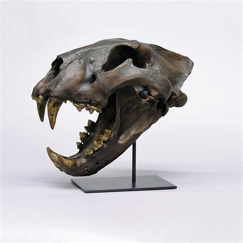 Bone Clones - Authentic Fossil Replicas - Touch of Modern