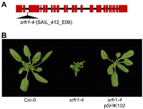 A Mutation In Srfr Causes Severe Stunting In Col A Schematic Gene