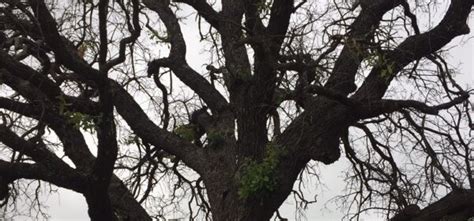 Rapid Decline Of Post Oaks In Texas Backbone Valley Nursery