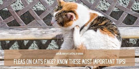 Fleas On Cat’s Face? Know These Most Important Tips!