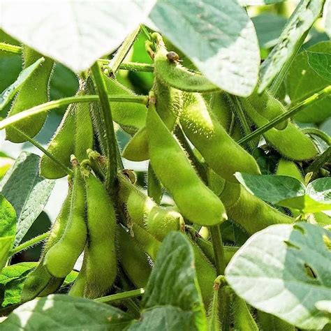 How To Grow Edamame Plants Plant Instructions