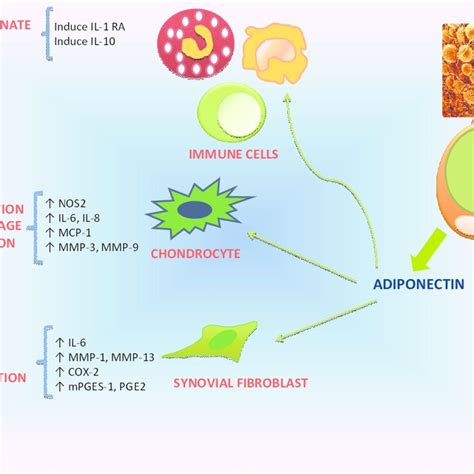 Schematic Representation Of The Interaction Of Adiponectin With Immune