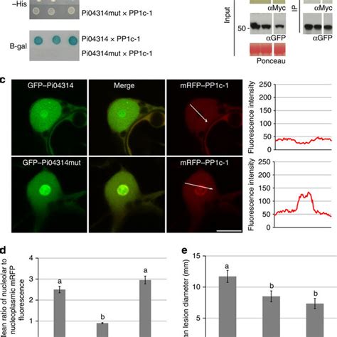 Pdf A Phytophthora Infestans Rxlr Effector Targets Plant Pp1c Isoforms That Promote Late