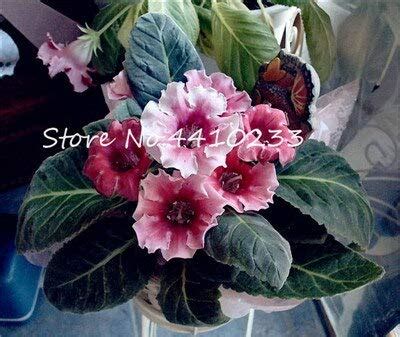 Seeds Pcs Mixed Color Gloxinia Seeds Sinningia Gloxinia Charming