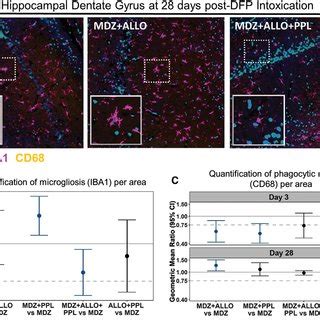 A Representative Photomicrographs Of GFAP Purple Immunoreactivity