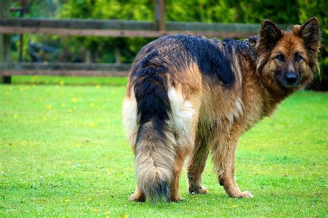 Szkolenie owczarków niemieckich tresura Szkoła Doberman