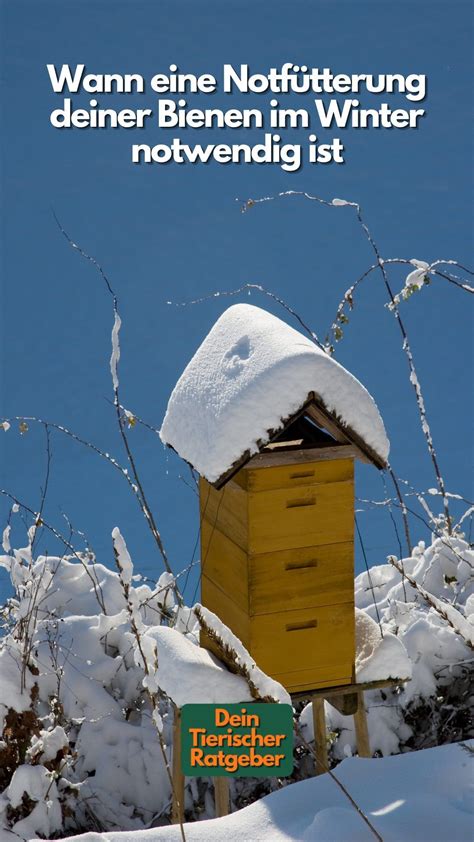 Bienen Im Winter Wann Eine Notf Tterung Notwendig Ist Artofit