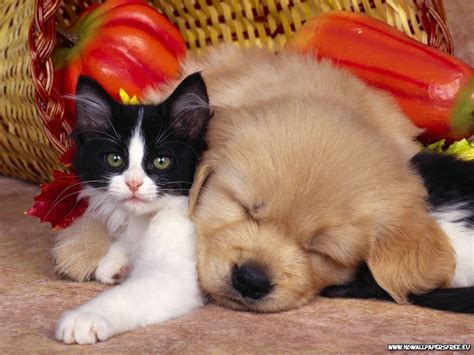 🔥 [40+] Cat and Dog Desktop Wallpapers | WallpaperSafari