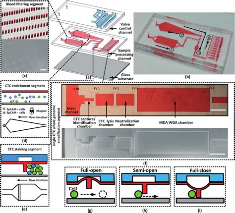 The Microfluidic Chip For Single Ctc Isolation And Whole Genomic