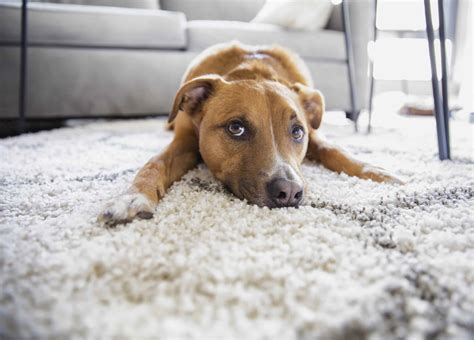 Why is My Dog Scratching the Carpet? And How Do I Make It Stop? - Acme