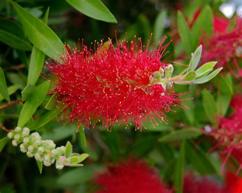 Callistemon Citrinus Splendens Gardensonline