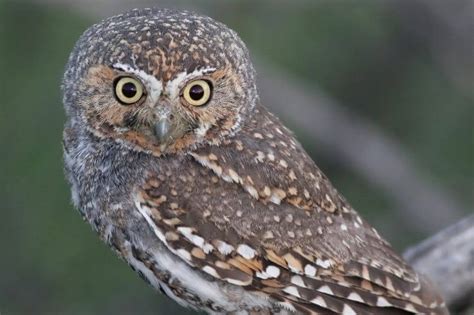 The 13 Types of Owls in Texas and Where to Find Them