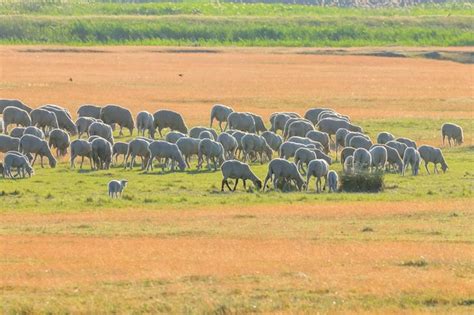 Rebanho De Ovelhas Ovelhas No Campo Foto Premium