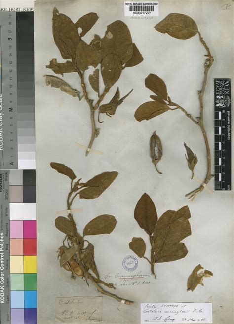 Crotalaria Cunninghamii R Br Plants Of The World Online Kew Science