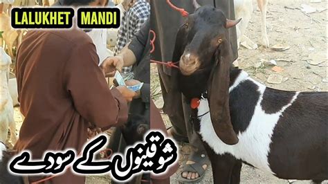 Lalukhet Bakra Mandi Rates On 05 Mar Bakra Eid 2023 InfoTainment