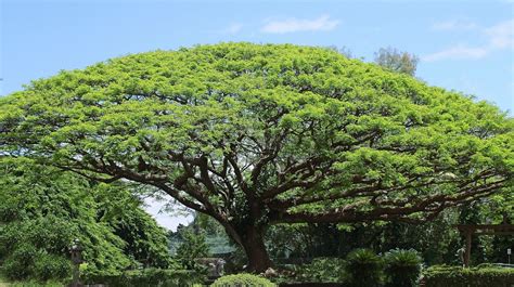 koa tree big  photo  pixabay