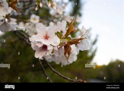 Long history of eruptions hi-res stock photography and images - Alamy