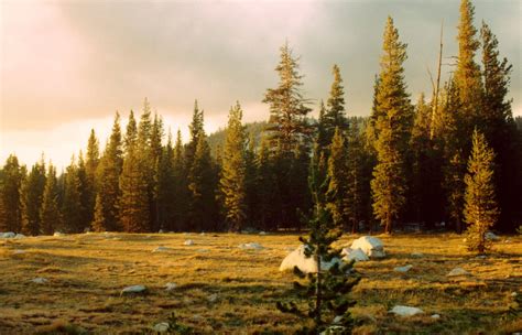 Tuolumne Meadows Free Stock Photo | FreeImages