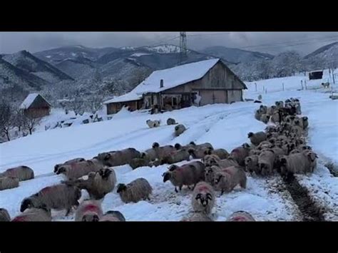 Obani U Strahu Za Sijeno Za Ovce Jaka Zima I Snijeg Stvaraju Probleme