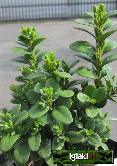 Buxus Sempervirens Blauer Heinz Bukszpan Wieczniezielony Blauer Heinz