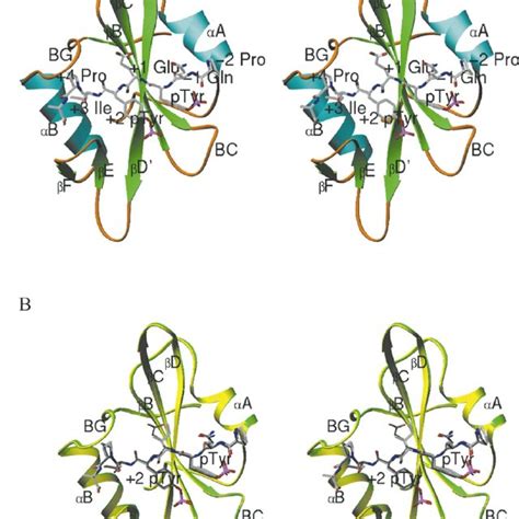 Structure Of The Src Sh Domain Bound To The Pyepyi Peptide And