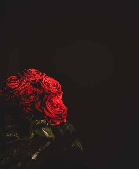 Roses, bouquet, flowers, dark, red, HD phone wallpaper | Peakpx