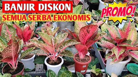 Banjir Diskon Aglaonema Lokal Tanian Sendiri Semua Serba Ekonomis