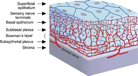 Figure 2 From Update On Cenegermin Eye Drops In The Treatment Of Neurotrophic Keratitis