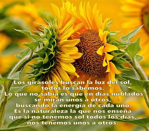 Girasoles Imagenes De Girasoles Girasoles Frases Girasoles NBKomputer