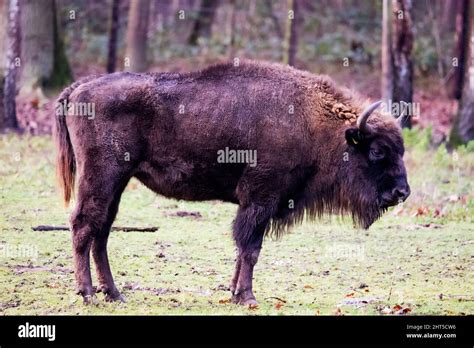 Wisent bull hi-res stock photography and images - Alamy