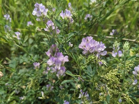 Alfalfa From Alabama Ny Usa On July At Pm By