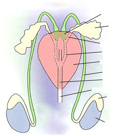 Biol 215 Ductus Vas Deferens Diagram Quizlet