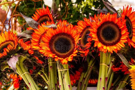 Red Sunflowers stock image. Image of daisy, display, nature - 95047585