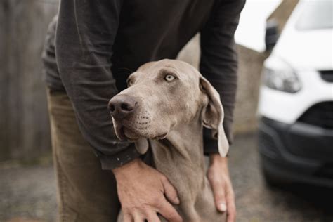 The Science of Dog Senses: How Your Dog Sees, Hears, Smells, and Tastes ...