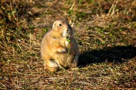 South Dakota Wildlife in Early Winter