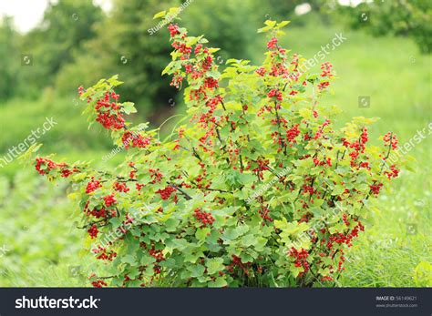 Red Currant Bush With Ripe Fruits Stock Photo 56149621 Shutterstock