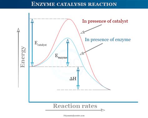 Enzymes Function Definition Types Examples